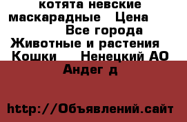 котята невские маскарадные › Цена ­ 18 000 - Все города Животные и растения » Кошки   . Ненецкий АО,Андег д.